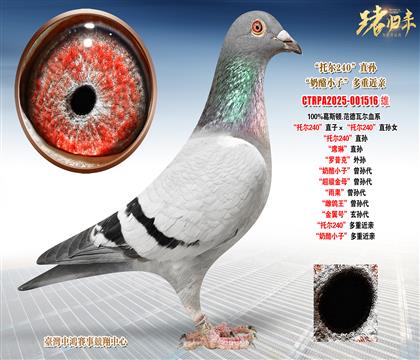 ��˹�D.�����ߠ����Р�240��ֱ�ӡ����Р�240��ֱ�OŮ