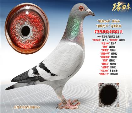 ��˹�D.�����ߠ����Р�240��ֱ�ӡ����Р�240��ֱ�OŮ