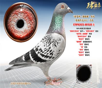 ���W.�R�������W��ƥ��003��ֱ�ӡ�����(m��ng)���䌦(du��)��ֱŮ