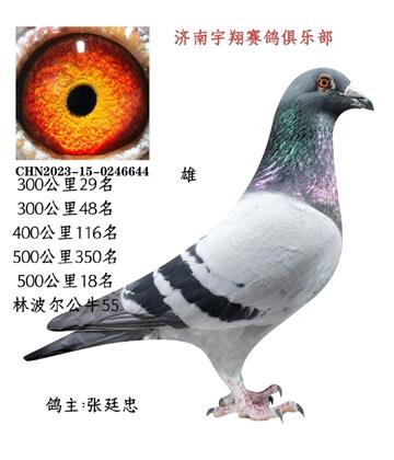 300����29��500����18