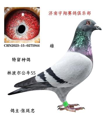 �����N����ţ55