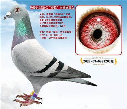 ����240ֱ�OX��������ȫ����ֱŮ