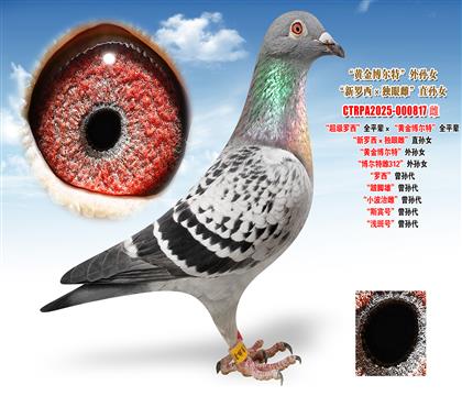 ���W.�R�����������_����ȫƽ݅�����S�𲩠��ء�ȫƽ݅