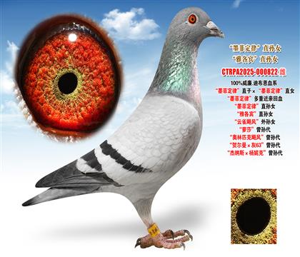 ����.�ϲ�����ī�ƶ��ɡ�ֱ�ӡ���ī�ƶ��ɡ�ֱŮ