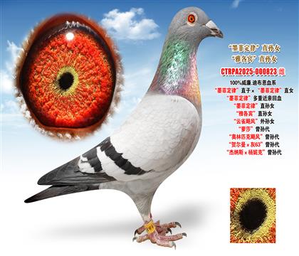 ����.�ϲ�����ī�ƶ��ɡ�ֱ�ӡ���ī�ƶ��ɡ�ֱŮ