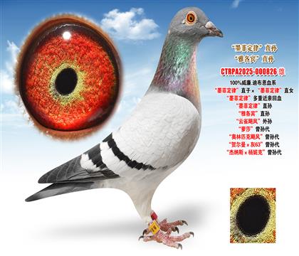 ����.�ϲ�����ī�ƶ��ɡ�ֱ�ӡ���ī�ƶ��ɡ�ֱŮ