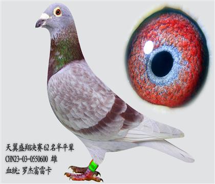 �_�ܸ��׿�