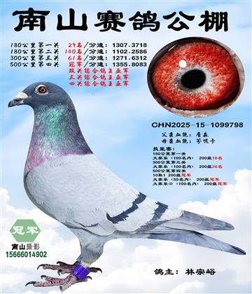 500公里决赛冠军,四关综合鸽王亚军