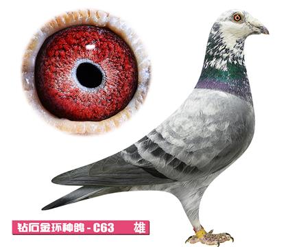 ��˹��-��Ӱ��ʿC63