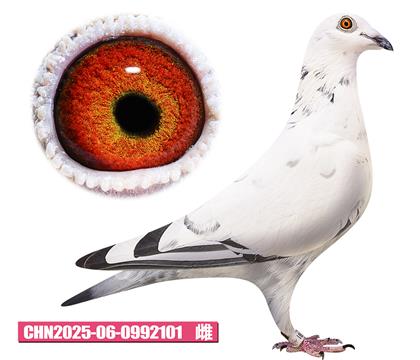 ����ɭ-С�׹���101