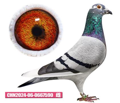 ���ǲ���-���ض�����590