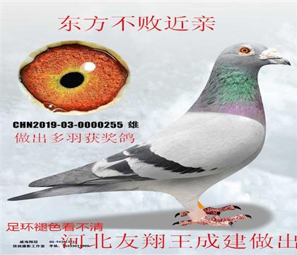 �������ɽ�������������