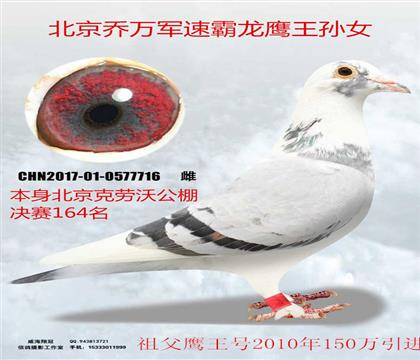 ���������־���164���ٰ���ӥ����Ů