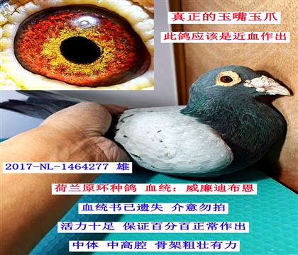 ��ԭ����������