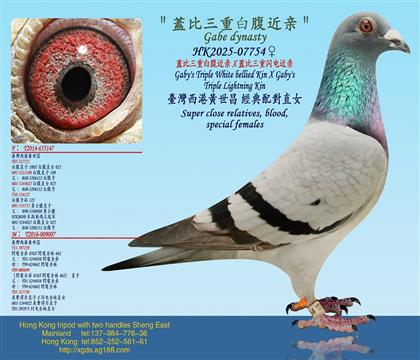 �w�����ذ׸�����X�w�������������