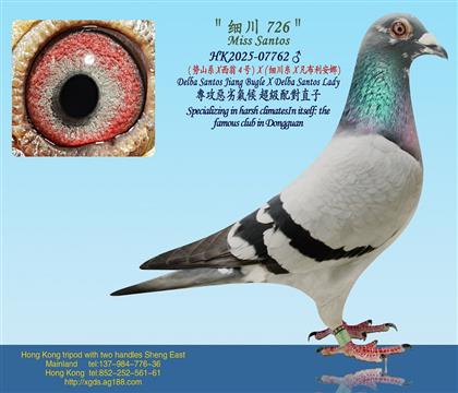 ��ɽϵ X ����4��Xϸ����X����������