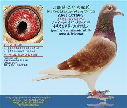 ׿Խ����/ղɭ�ھ����X����X3546