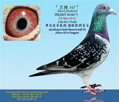 ˾����U��X��˾��