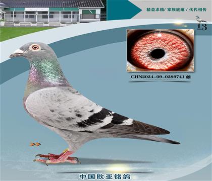 ղɭ919X520ֱ��811Xղɭ827