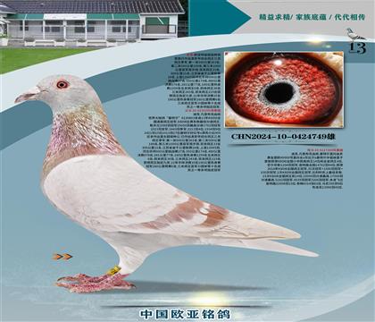 �Ͽ�.���ǲ���Ѫͳ���ض�295X���ض�ֱ��394