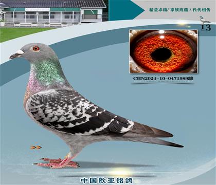 �Ͽ�.���ǲ���440X���ض�237�ƽ����