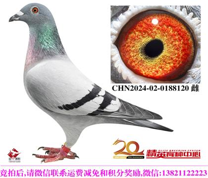 �������롱��ʱ��911���ߴ�����