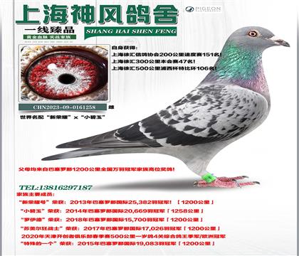 �����룡����ҫ��ѳ��������