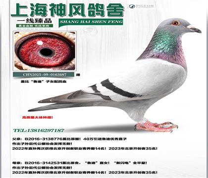 �Ǳ�³����Ů��Ѫ