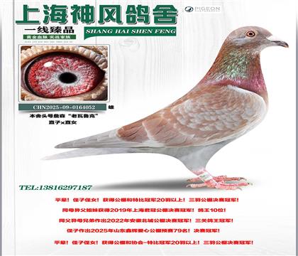 ������ھ�������³����Ů��Ѫ��