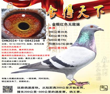 ������ͬ�Ѵƣ���������