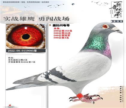 �Ǳ��������085