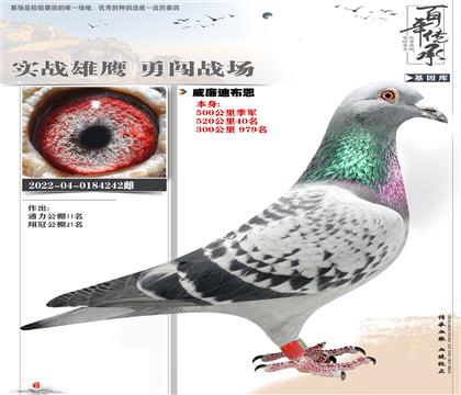 �����ϲ�������242