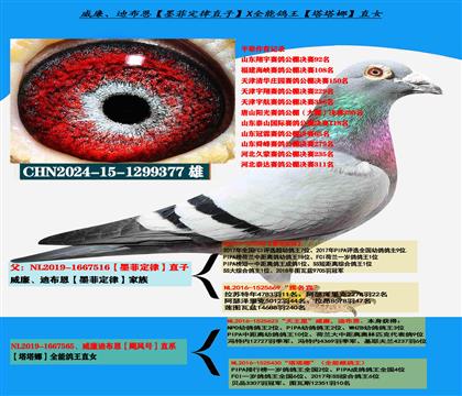 ���ص��Ƽ��������ϲ�����ī�ƶ��ɡ�ֱ��X�������ǡ�ֱŮ