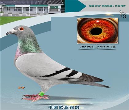 ���Գ����ֹ�926����X��ľ14��767