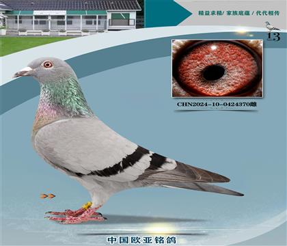 �Ǳ�ԭ��³��998X³��ֱŮ098(С����)