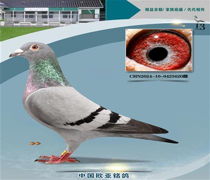 �Ǳ�ԭ��³��ֱ��151X³��ֱŮ188����