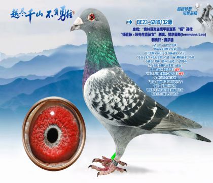 Ѫͳ��������ƥ��ȸӥƽ��ֱϵ������