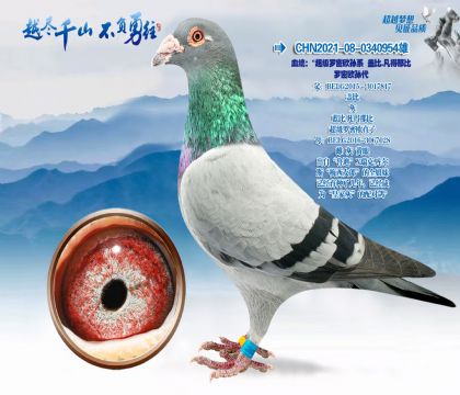 Ѫͳ������������ŷ��ϵ�Ǳ�.�����Ǳ�����ŷ���