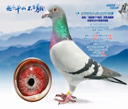 Ѫͳ����������777�������.��ɭ˹�ֲ�����ţX�ֲ����漣