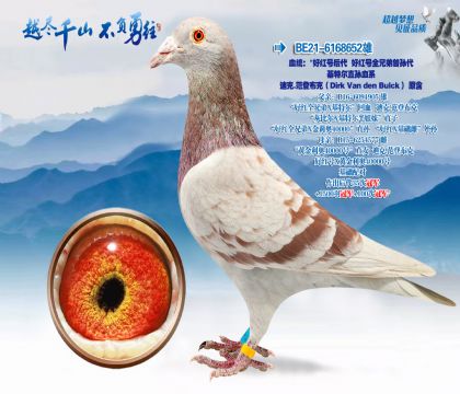 Ѫͳ�����ú�ź���ú��ȫ�ֵ������-���ض�ֱ��Ѫϵ