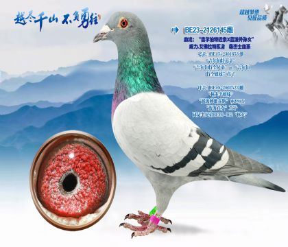 Ѫͳ�����������ؽ��ס���������Ů������.��������ԭɶɣ��ʿѪϵ