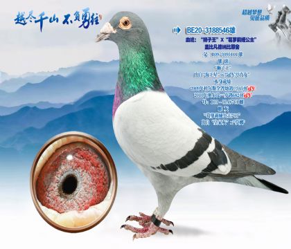 Ѫͳ����ʨ����������������櫹������Ǳȷ����ɱ�ԭ��