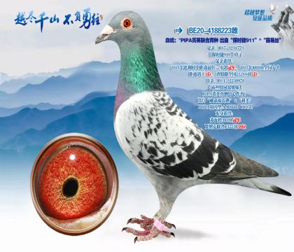 Ѫͳ��PIPA��������-���Ա�ʱ�ݵ�911-¶��˿