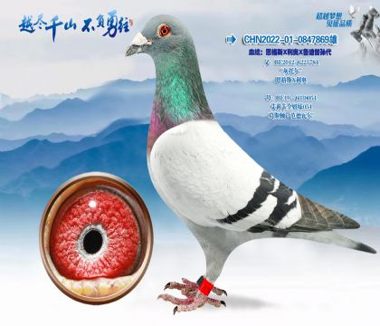 Ѫͳ������˹X����X³�������