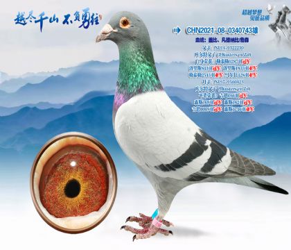 Ѫͳ���Ǳ�-�����ɱ�Xղɭ