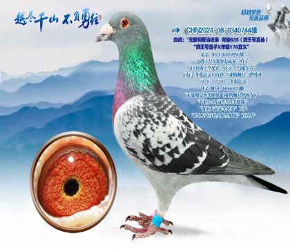 Ѫͳ��������ֱ��X��ǰ178ֱŮ