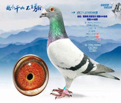 Ѫͳ����˹��.�����߶�����098��ϵ-����240Ѫϵ