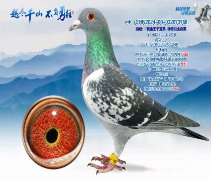 Ѫͳ���ƽ�����ֱϵ-���湫��Ѫϵ