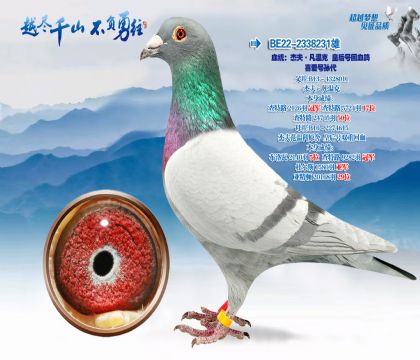 Ѫͳ���ܷ򡤷��¿˻ʺ�Ż�Ѫ��-ϲ�������