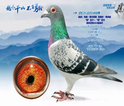 Ѫͳ�����¡��ն���˹-��������������